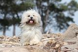 LHASSA APSO 006